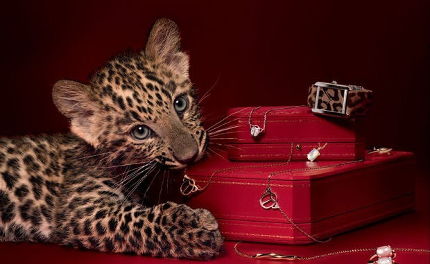 Cartier,BVLGARI cartier卡地亚入门级情人圣诞礼物推荐