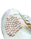品牌珍珠水分惊人 标价万元项链300就卖